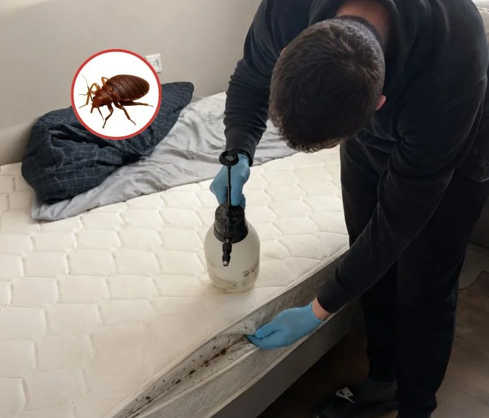 Technicien traitant un matelas contre les punaises de lit à Torfou